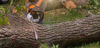 Best Tree Disease Treatment  in Olivette, MO