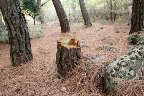 How Our Tree Care Process Works  in  Olivette, MO