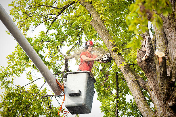 Olivette, MO Tree Removal Services Company