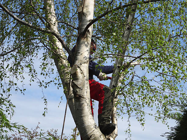 Best Tree Mulching  in Olivette, MO