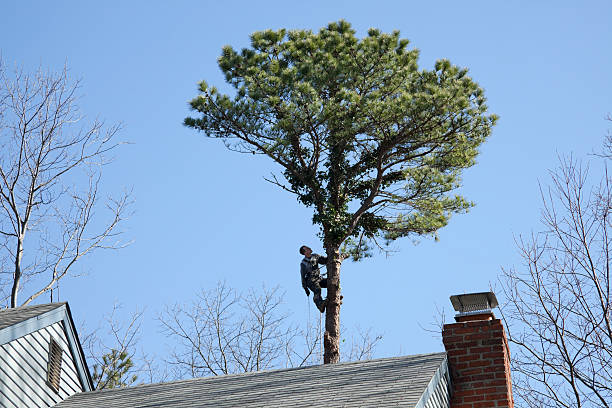 Best Tree Health Inspection  in Olivette, MO