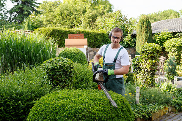 Best Leaf Removal  in Olivette, MO