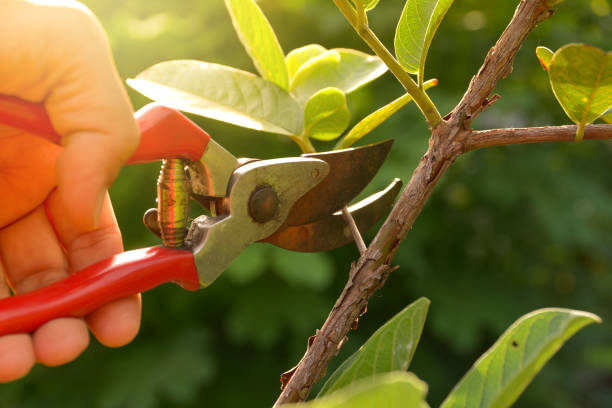 Best Hedge Trimming  in Olivette, MO